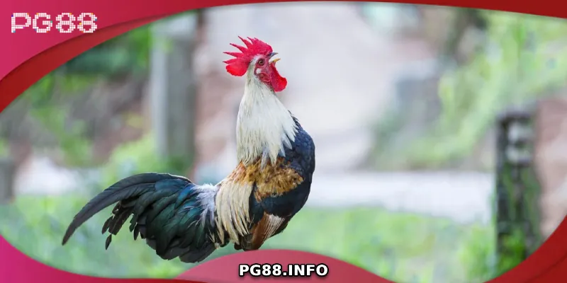 Đá Gà Tre - Tìm Hiểu Từ A Đến Z Về Dòng Gà Chiến Đặc Biệt Bí quyết chọn gà tre hay