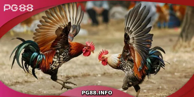 Đá Gà Tre - Tìm Hiểu Từ A Đến Z Về Dòng Gà Chiến Đặc Biệt Đặc điểm nổi bật của gà tre