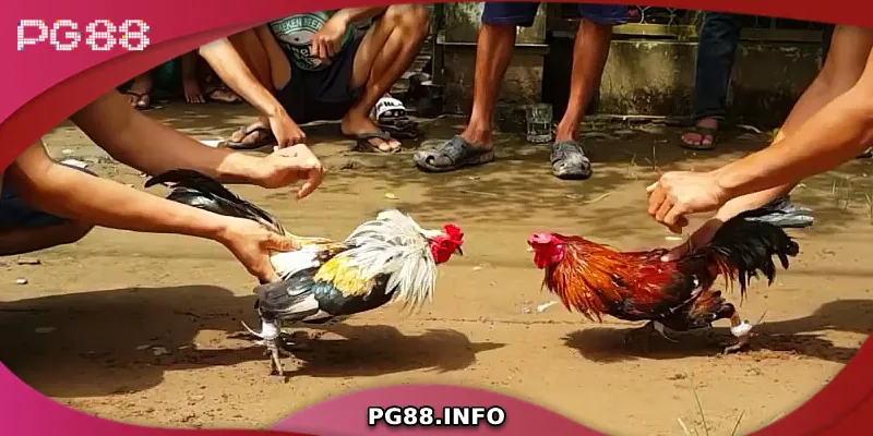 Đá Gà Tre - Tìm Hiểu Từ A Đến Z Về Dòng Gà Chiến Đặc Biệt Hướng dẫn cách chăm sóc gà tre