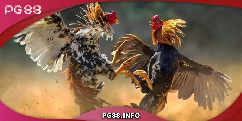 Đá Gà Thomo - Sân Chơi Đẳng Cấp Dành Cho Dân Đam Mê Đá Gà Luật chơi đá gà Thomo