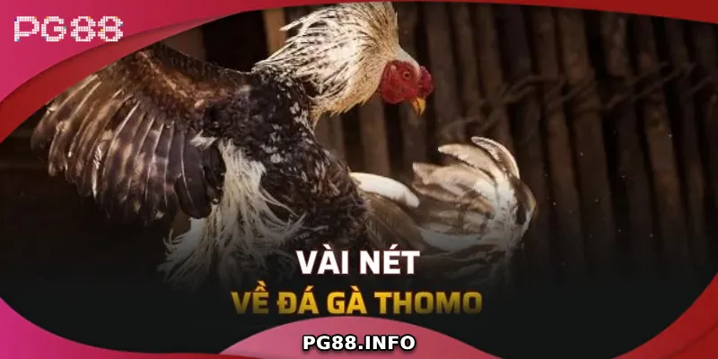 Đá Gà Thomo - Sân Chơi Đẳng Cấp Dành Cho Dân Đam Mê Đá Gà Tổng quan về đá gà Thomo